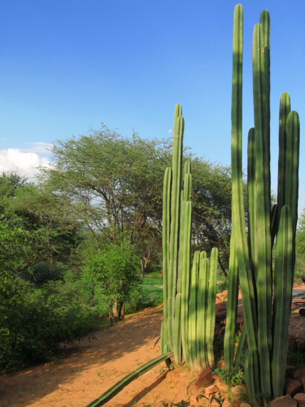 Cactus